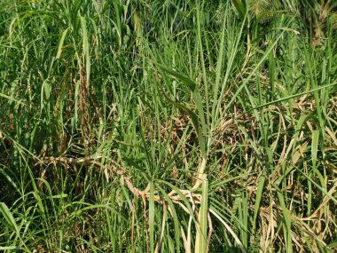 Saccharum spontaneum bitkisinin vahşi çalıları