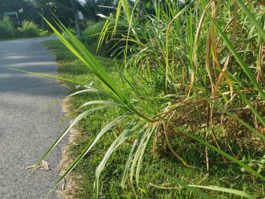 Saccharum spontaneum bitkisinin vahşi çalıları