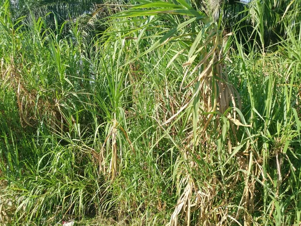 Wilde Büsche Der Spontanwachstumspflanze Saccharum — Stockfoto