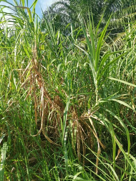 Saccharum Spontaneum Bitkisinin Vahşi Çalıları — Stok fotoğraf