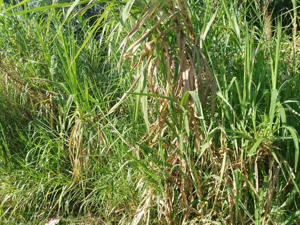 Arbustos Silvestres Saccharum Planta Crecimiento Espontáneo — Foto de Stock