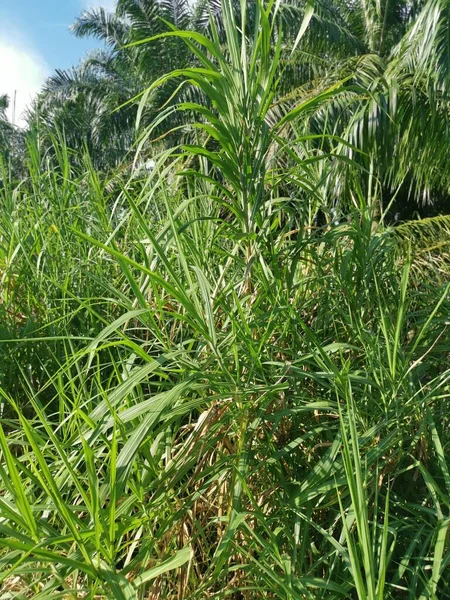 Wild Bushes Saccharum Spontaneum Growth Plant — Stock Photo, Image