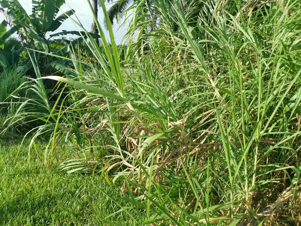 糖生植物的野生灌木 — 图库照片