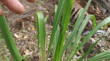Yeşil Katydid perisi Çimenlerde saklanıyor