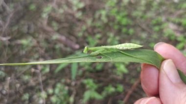 Çimlerin üzerinde peygamber devesi perisi.