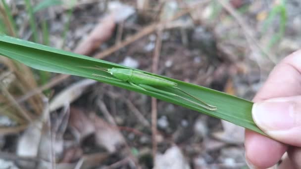 Die Grüne Katydid Nymphe Versteckt Sich Auf Dem Blady Gras — Stockvideo