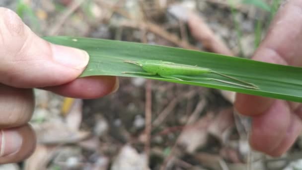 Ninfa Katydid Verde Que Esconde Hierba Blady — Vídeos de Stock