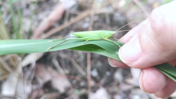 Groene Katydid Nimf Verbergen Blady Gras — Stockvideo