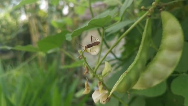 Insecto Lesionado Con Patas Hoja Descansando Hoja — Vídeos de Stock