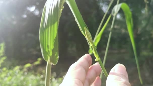 Praying Mantis Nymph Blady Grass — Stock Video