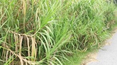 Saccharum spontaneum bitkisinin vahşi çalıları