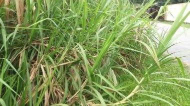 Saccharum spontaneum bitkisinin vahşi çalıları