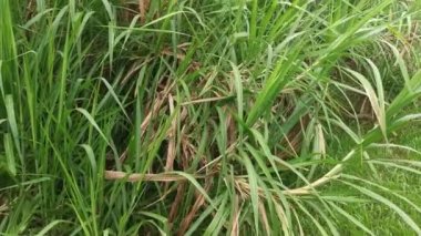 Saccharum spontaneum bitkisinin vahşi çalıları