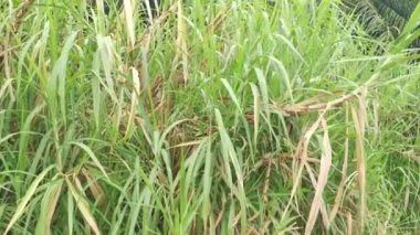 Saccharum spontaneum bitkisinin vahşi çalıları