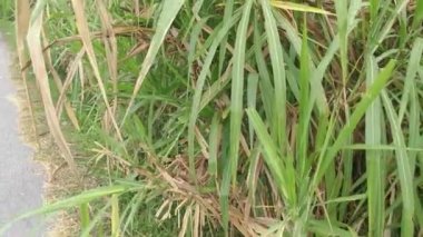 Saccharum spontaneum bitkisinin vahşi çalıları
