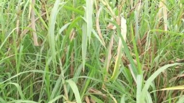 Saccharum spontaneum bitkisinin vahşi çalıları