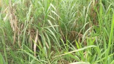 Saccharum spontaneum bitkisinin vahşi çalıları