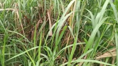 Saccharum spontaneum bitkisinin vahşi çalıları