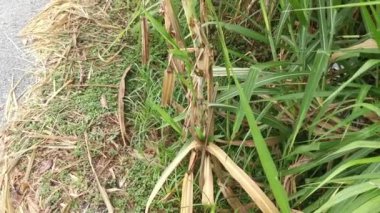 Saccharum spontaneum bitkisinin vahşi çalıları