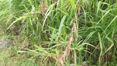 Saccharum spontaneum bitkisinin vahşi çalıları