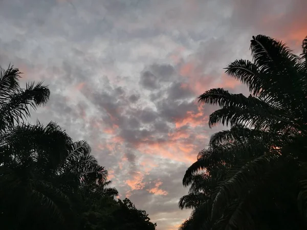 Красивый Восход Солнца Дороге Плантацию — стоковое фото