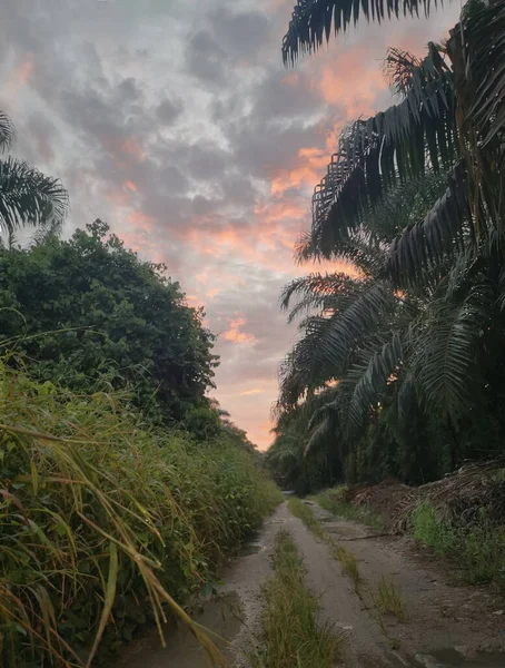 Schöner Sonnenaufgang Entlang Der Straße Die Plantage — Stockfoto