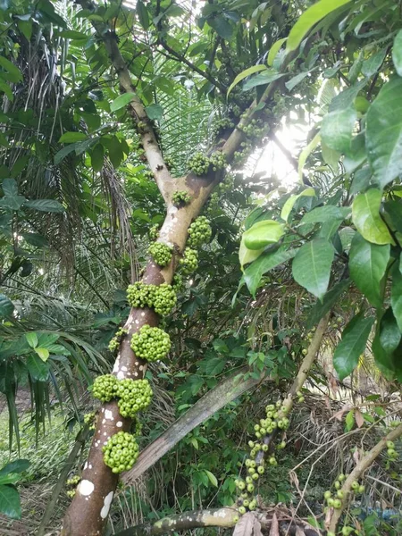 Cluster Wild Ficus Fistulosa Fruit Sprouting Trunk — Stock Photo, Image