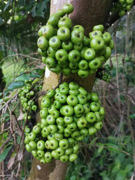 从树干上吐出的一丛生野生花椰菜果 — 图库照片