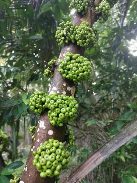 Törzsből Származó Vad Ficus Fistulosa Gyümölcsök Fürtje — Stock Fotó