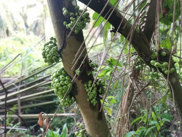 Törzsből Származó Vad Ficus Fistulosa Gyümölcsök Fürtje — Stock Fotó