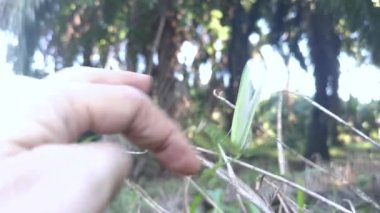 Kurumuş çalılıklarda dinlenen peygamberdevesi.