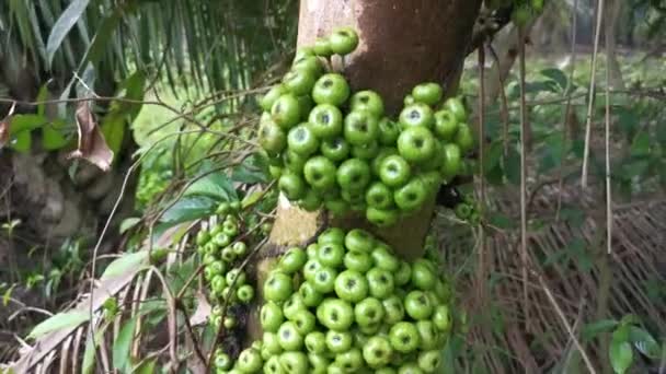 Aglomerado Frutos Selvagens Ficus Fistulosa Que Brotam Tronco — Vídeo de Stock