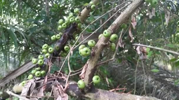 Cluster Wild Ficus Fistulosa Fruit Sprouting Trunk — Stock Video