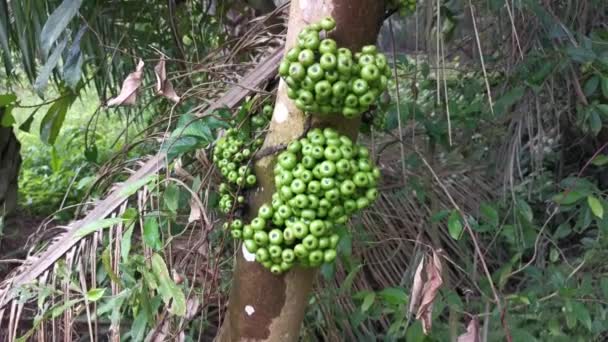 Grappolo Ficus Fistulosa Selvatica Che Germoglia Dal Tronco — Video Stock