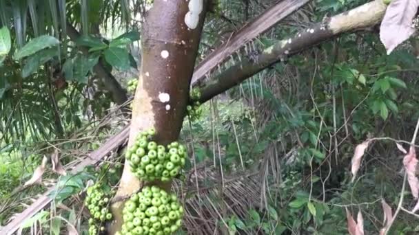 Racimo Ficus Fistulosa Silvestre Que Brota Del Tronco — Vídeos de Stock
