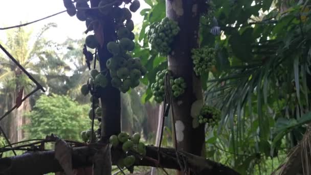 Cluster Wild Ficus Fistulosa Fruit Sprouting Trunk — Stock Video