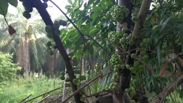 Aglomerado Frutos Selvagens Ficus Fistulosa Que Brotam Tronco — Vídeo de Stock