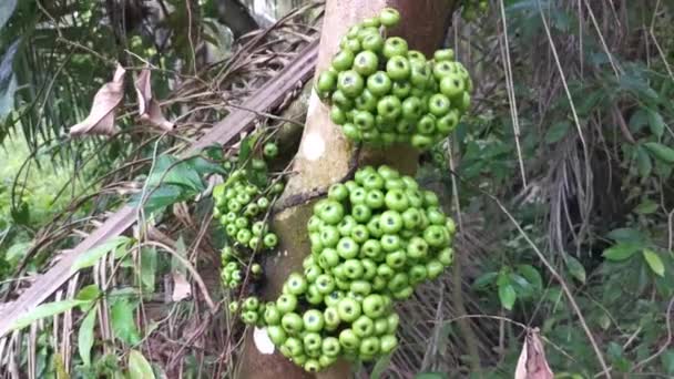 Cluster Van Wilde Ficus Fistulosa Vruchten Uit Stam — Stockvideo