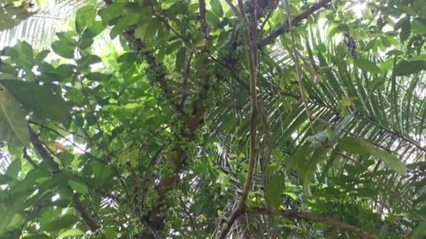 Cluster Wild Ficus Fistulosa Fruit Sprouting Trunk — Stock Video