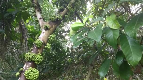Cluster Wild Ficus Fistulosa Fruit Sprouting Trunk — Stock Video