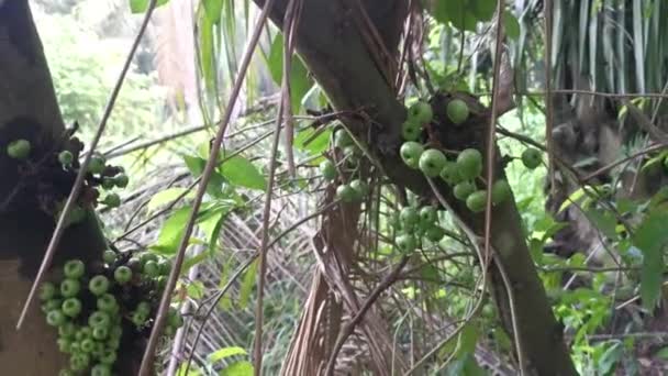 从树干上吐出的一丛生野生花椰菜果 — 图库视频影像
