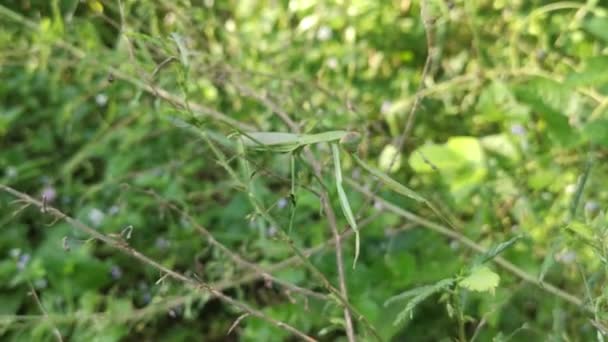 Praying Mantis Resting Dried Bush Twigs — Stock Video