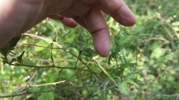 Rezando Mantis Descansando Las Ramas Secas Del Arbusto — Vídeos de Stock