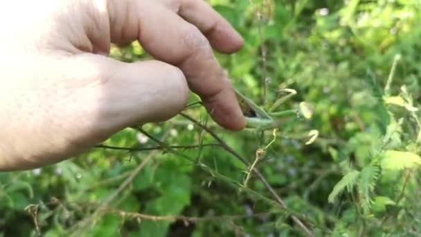 Bönsyrsa Vilar Torkade Buskkvistar — Stockvideo