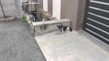 Yol boyunca sokak köpeği bulundu..