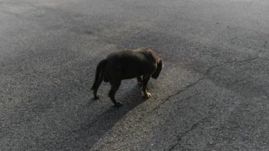 Caddedeki yaşlı gri bulldog.