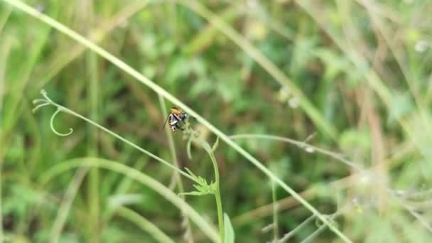 Corcunda Mosca Empoleirada Nas Pontas Planta Ervas Daninhas — Vídeo de Stock