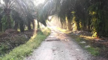 Sabahın erken saatlerinde ön planda yeşillikler parlıyor.