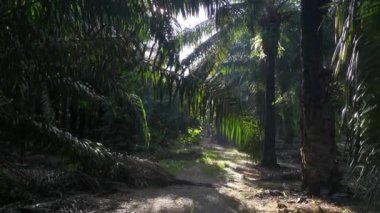 Sabahın erken saatlerinde ön planda yeşillikler parlıyor.