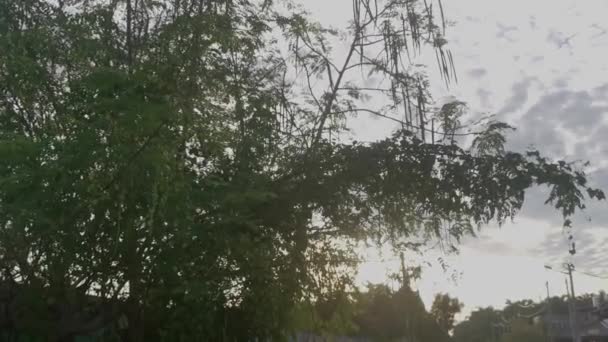아침의 전경에 나뭇잎들로 뒤덮여 — 비디오